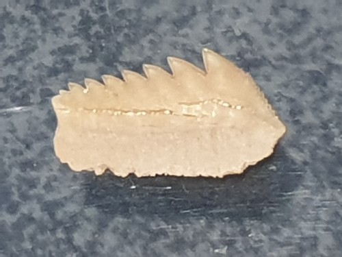Shark tooth dent de - tooth,