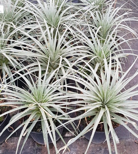 Puya raimondii broméliacée - raimondii,