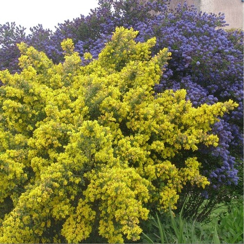 Genêt porlock genista - ✨, de