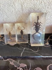 Résine inclusion insectes