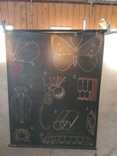 CARTE SCOLAIRE DR AUZOUX S47 - LA PIERIDE /PAPILLON - P SOUGY 1953 - 100X130 CM