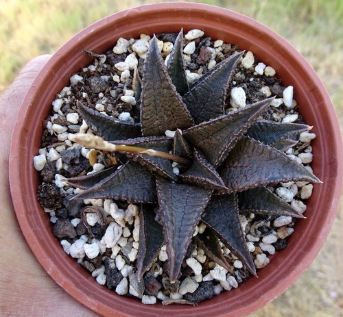 Haworthia tesselata - tesselata, x