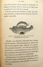 RARE VIGNE RECONSTITUT VIGNOBLES CEPAGES AMERIQ PHYLLOXERA LIVRE BOOK WINE ENVOI