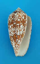 Conus textile (Cylinder) 78 mm