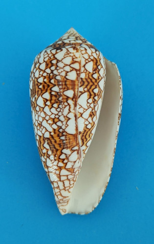 Conus textile mm - 78,