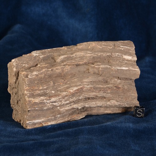 Bois fossilisé - fossilisé,