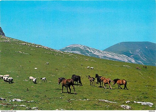 Carte postale animaux - postale,