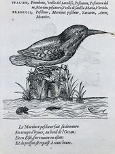 Martin Pêcheur 1557