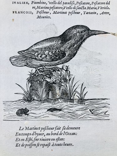 Martin pêcheur 1557 - martin,