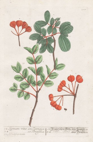 Guaiacum gaïac jamaïque - guaiacum,