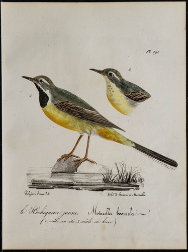 1830 bergeronnette des - -,