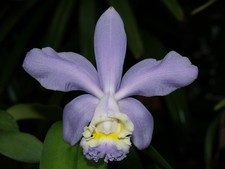 Cattleya loddigesii var