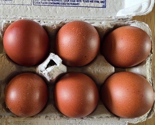 Black cooper marans hatching - cooper,