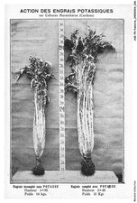 ASEP9-0637-PUBLICITE - ACTION DES ENGRAIS POTASSIQUES sur cultures maraicheres