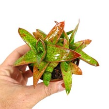 Gasteria cv MUMBA (ex Specks