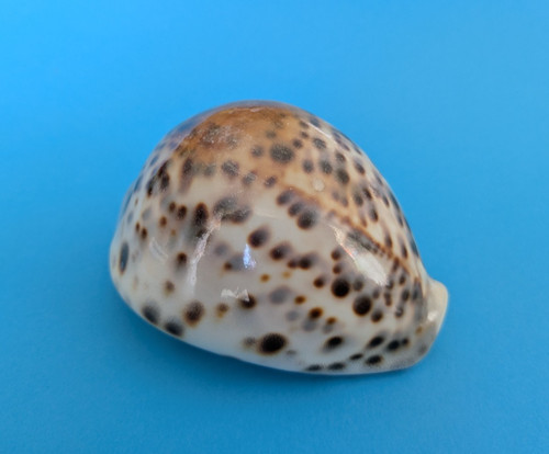 Cypraea tigris f - tigris, mm