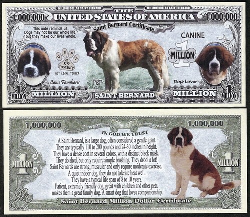 Saint bernard dog - saint, bill