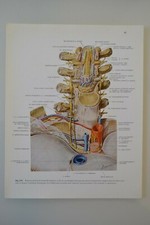 PLANCHE D'ANATOMIE HUMAINE