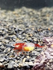 CREVETTE RILLI RED NEOCARIDINA