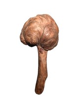 American Native ? Tomahawk ? War Club ? Casse Tête Indien Amérindien XIX e ?