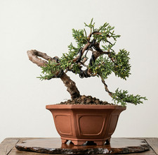 Bonsaï mame juniper - mame,
