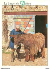 Carte Postale - Animaux - Anes