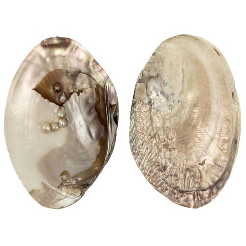 Coquillage moule perlière