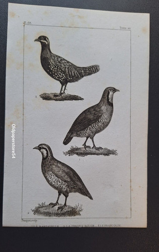 Gravure buffon oiseau la - gravure, 19°