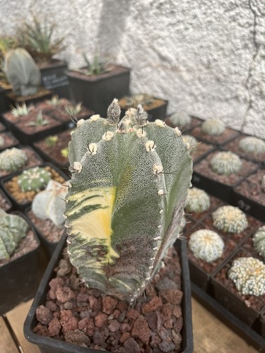 Astrophytum myriostigma japan - myriostigma,