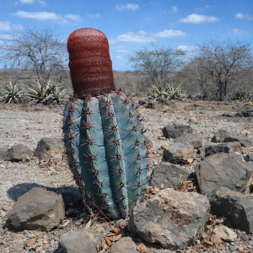 Melocactus levitestatus near - melocactus, (near