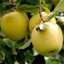 Pommier 'Golden Delicious' * -