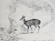 Jeune Axis LITHOGRAPHIE Benard ANTOINE LOUIS BARYE Animalia BARY Wild 1836