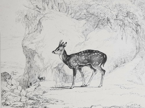 Jeune axis lithographie - jeune, benard