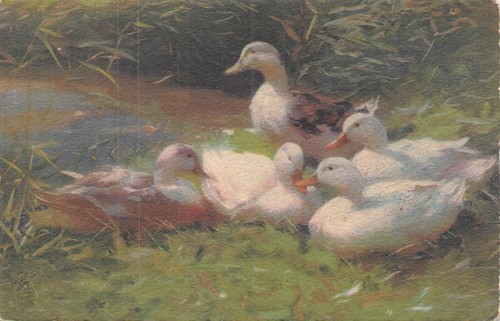 Illustree famille canards - illustree,