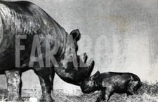 Photo de presse vintage Animaux Rhinocéros London Regent's Parc Chiot tirage