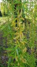 Salix alba 'Tristis'  / Saule