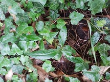 Lot de 5 Plants De Laurier Sauce 20 Cm