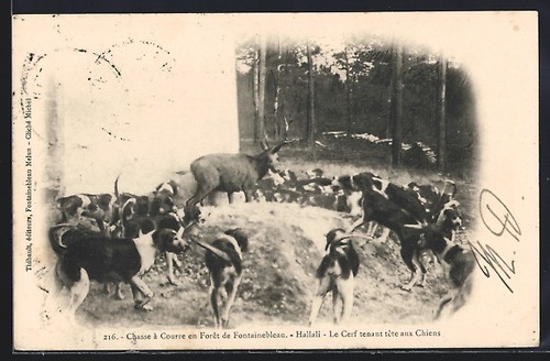 Chasse courre le cerf - chasse, à