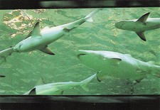 62 BOULOGNE SUR MER NAUSICAA