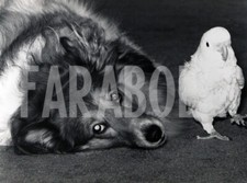 Photo de presse vintage Regno