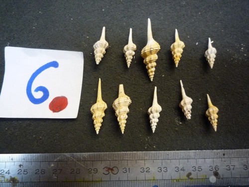 201 fusus dissimilis - -,