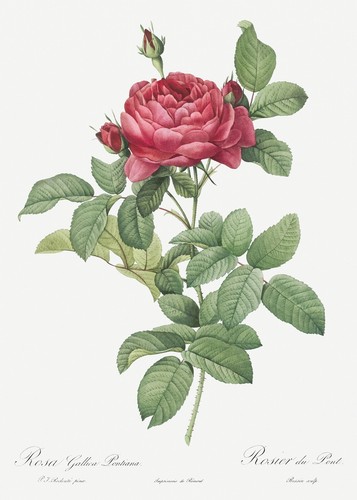 Rosa gallica pontiana - rosa,