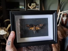 Papillon Sphinx tête de mort en cadre ; Acherontia atropos #8