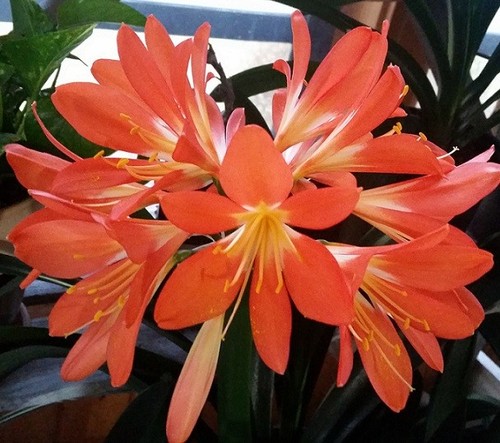 Lot twelve orange - lot, of