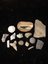 Fossil Collection 13 Piece