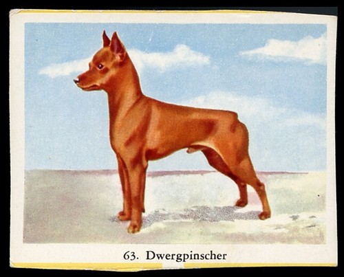 Miniature pinscher toy dog - toy,
