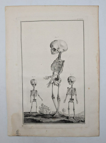 Squelette enfants anatomie - squelette, d'enfants