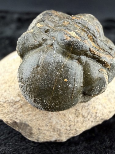 Trilobite fossil sandstone - trilobite,