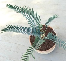 Encephalartos lehmannii 5cm