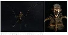 Véritable SQUELETTE : Chauve-souris ‘’à grandes oreilles’’ - NYCTERIS JAVANICA